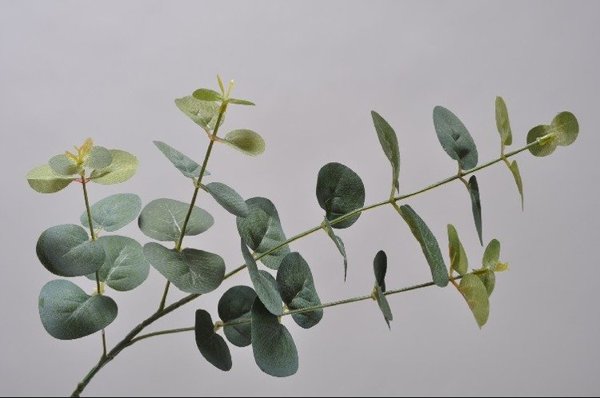 Eucalyptus ornamental leaves