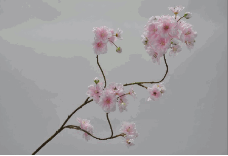 Ornamental cherry blossom