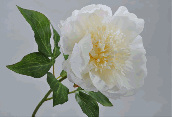 Ornamental flower peony