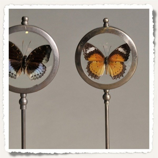 Small frame with butterfly