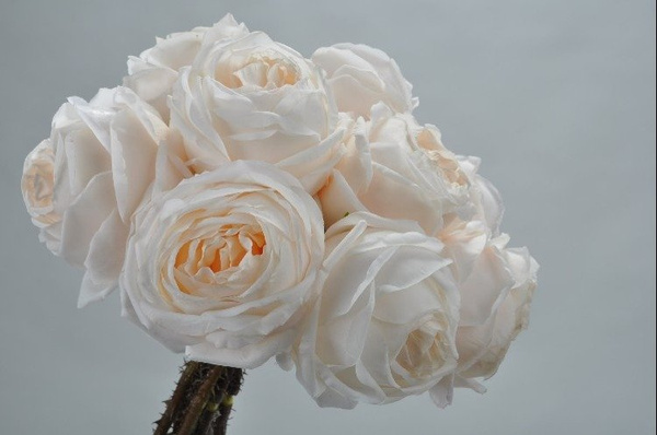 Ornamental flower rose 