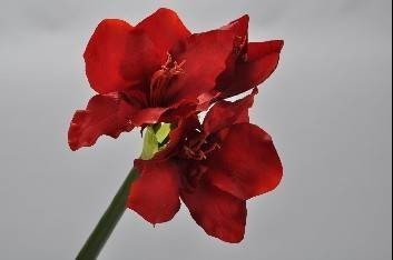 Ornamental flower amaryllis 