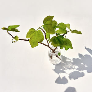 Świeca zapachowa Rose et Marius - Une nuit d'été sous le figuier