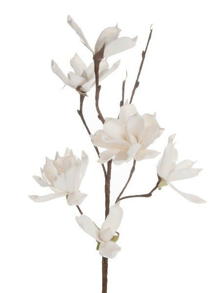 Magnolia ornamental flower