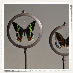 Small frame with butterfly 