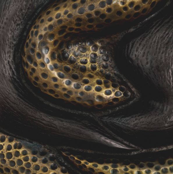 Nuno wall lamp from Eichholtz