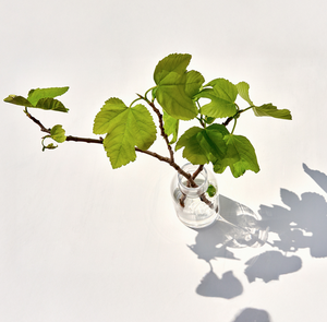 Perfumy dla domu Rose et Marius - Une nuit d'été sous le figuier