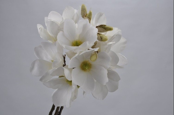 Kwiat ozdobny magnolia